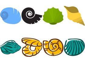 贝壳