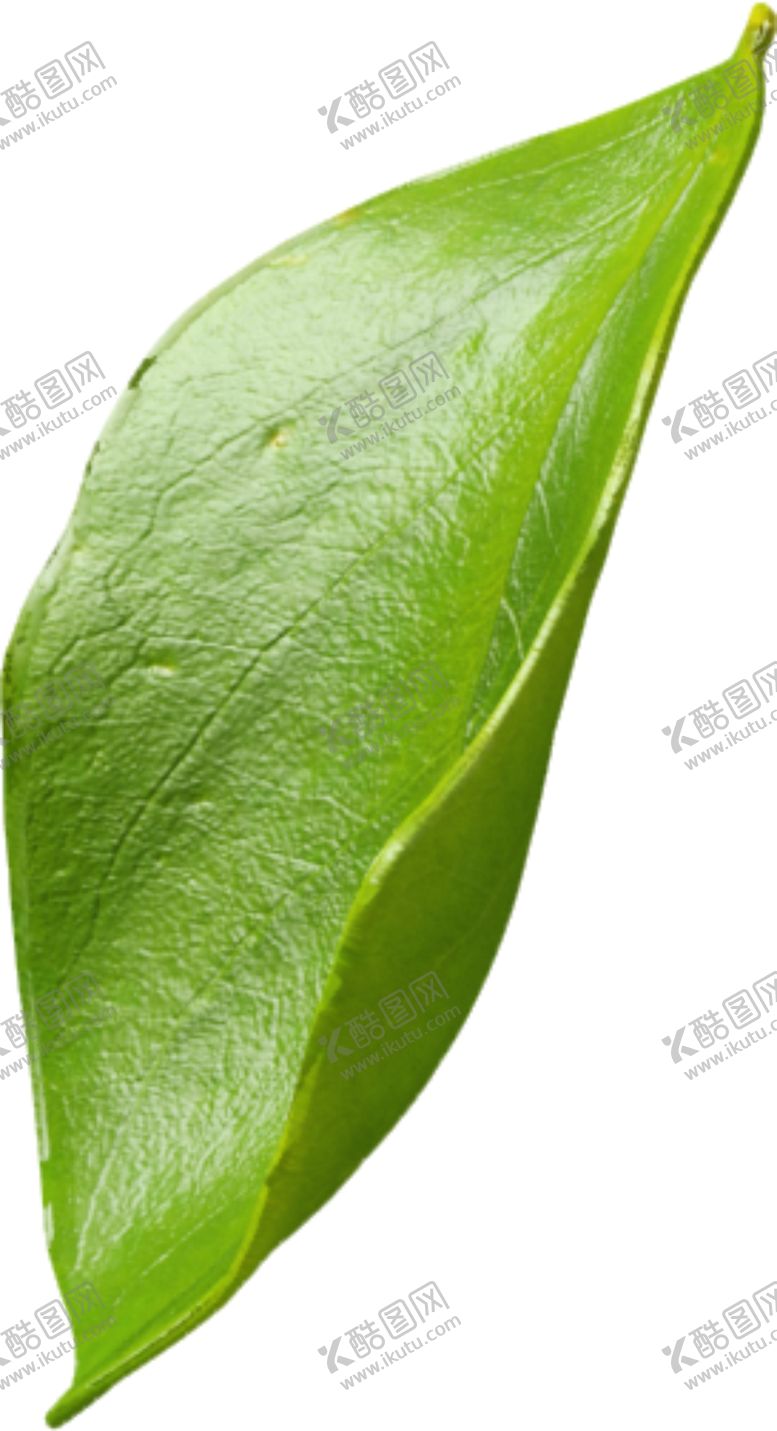 编号：38855104122300445369【酷图网】源文件下载-绿叶