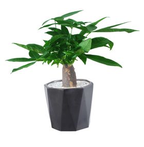 盆栽发财树免扣