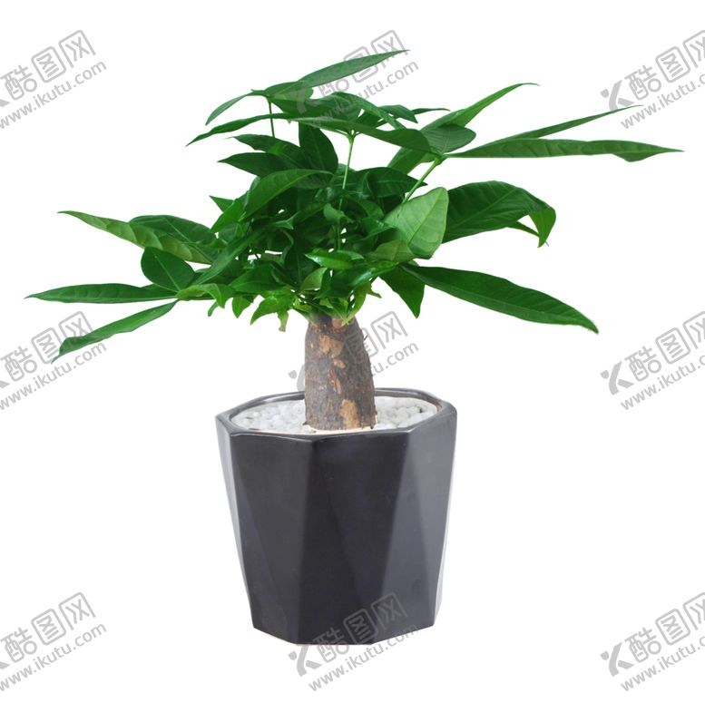 编号：18750410140703142298【酷图网】源文件下载-盆栽发财树免扣