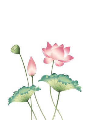 荷花元素