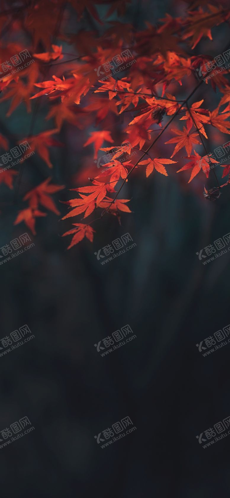 编号：26948406170808496205【酷图网】源文件下载-手机壁纸