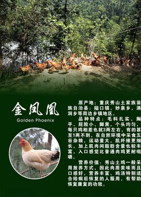 土鸡专卖