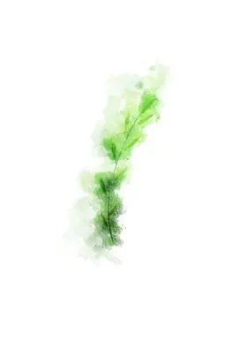 花卉背景热带植物欧式墙浪漫植物北欧植物