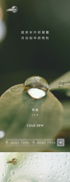 寒露节气海报