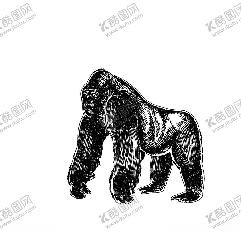 编号：90848010020142521622【酷图网】源文件下载-大猩猩