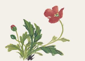 百花争艳水墨画牡丹工笔画