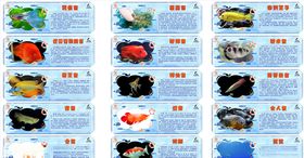 海洋生物简介海洋鱼鱼
