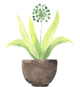绿色家庭植物