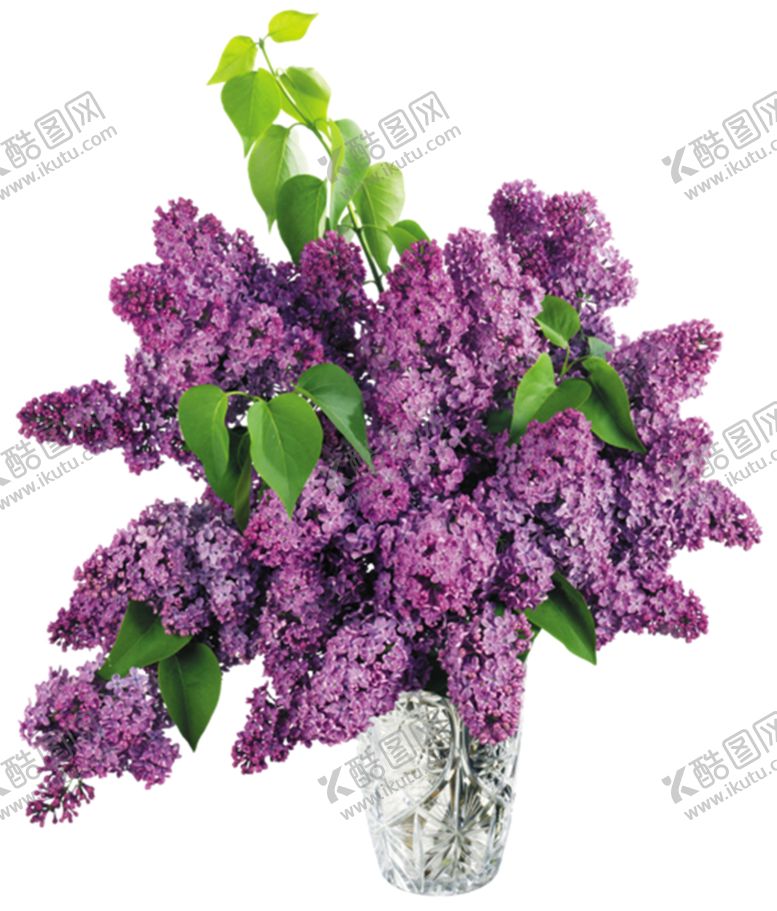 编号：31403709270916238699【酷图网】源文件下载-丁香花