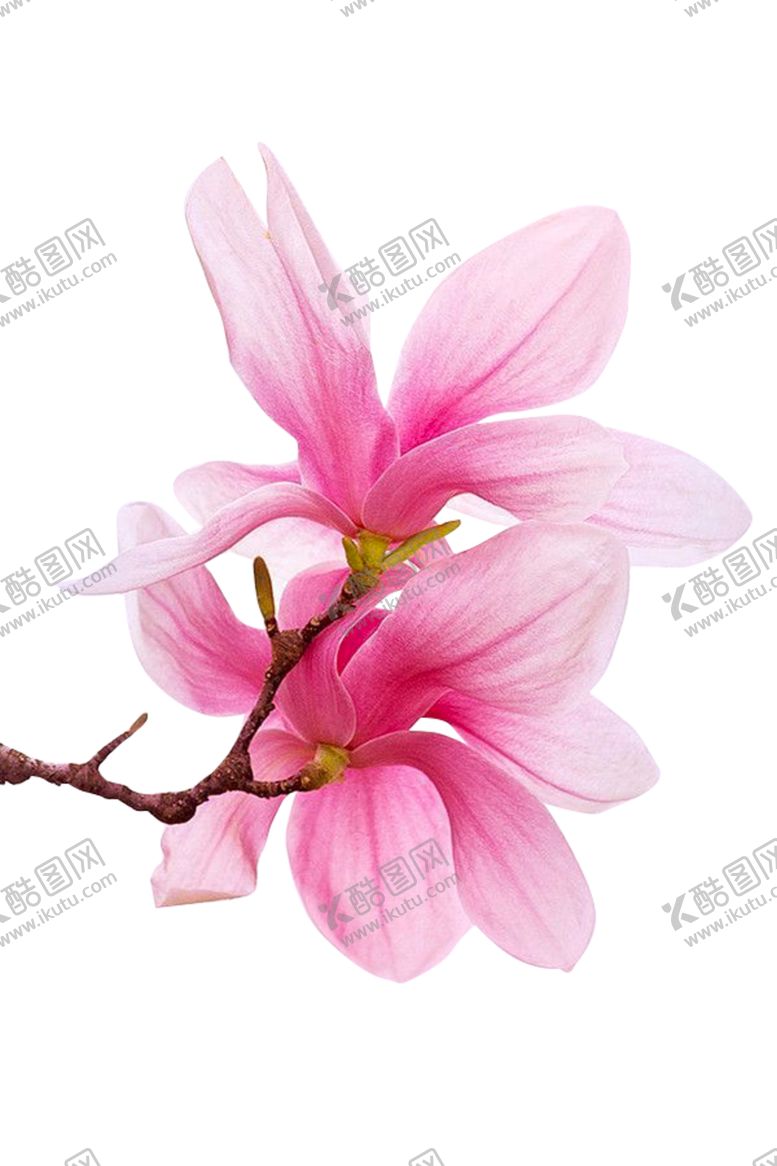 编号：29015910290702141447【酷图网】源文件下载-手绘桃花