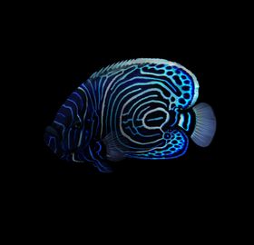 海洋生物