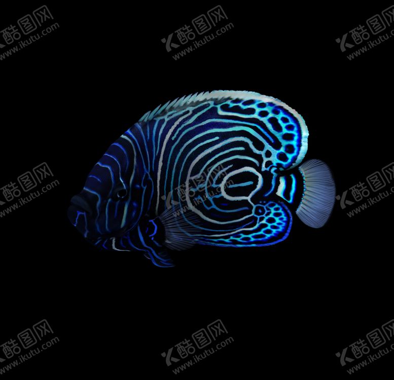 编号：85648510230559538260【酷图网】源文件下载-海洋生物