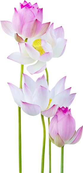 荷花元素材叶植物材