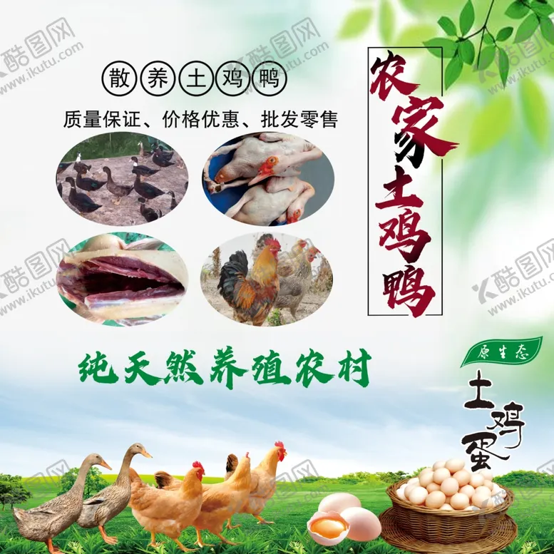 编号：14463904161249051434【酷图网】源文件下载-农家土鸡鸭