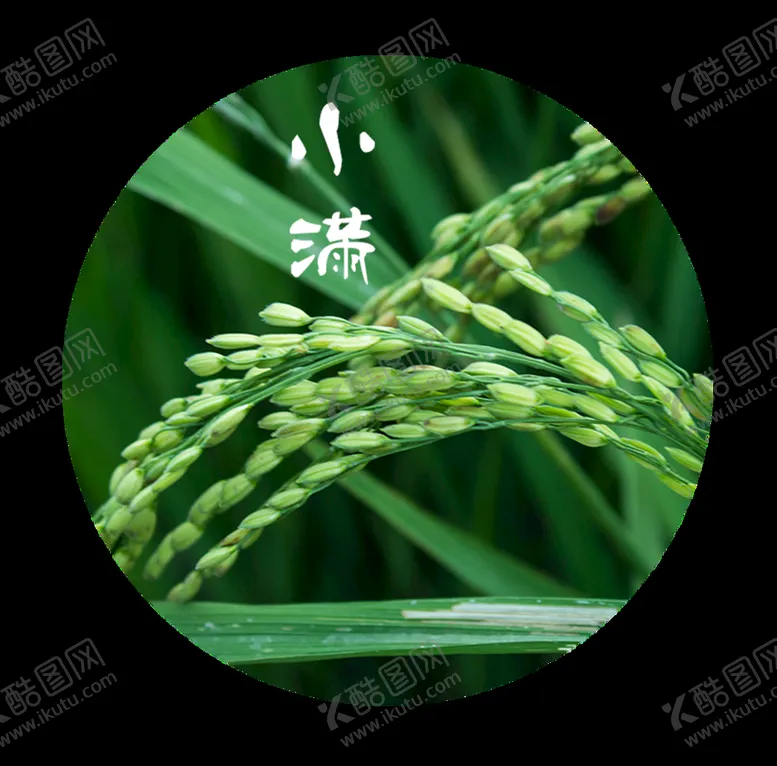 编号：46913809120140510346【酷图网】源文件下载-水稻