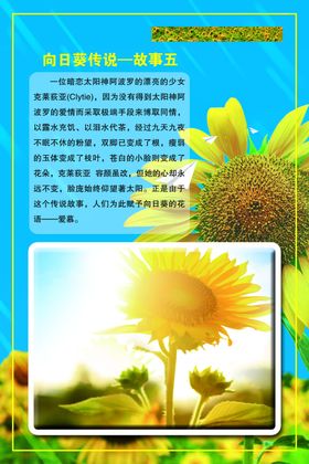 向日葵传说