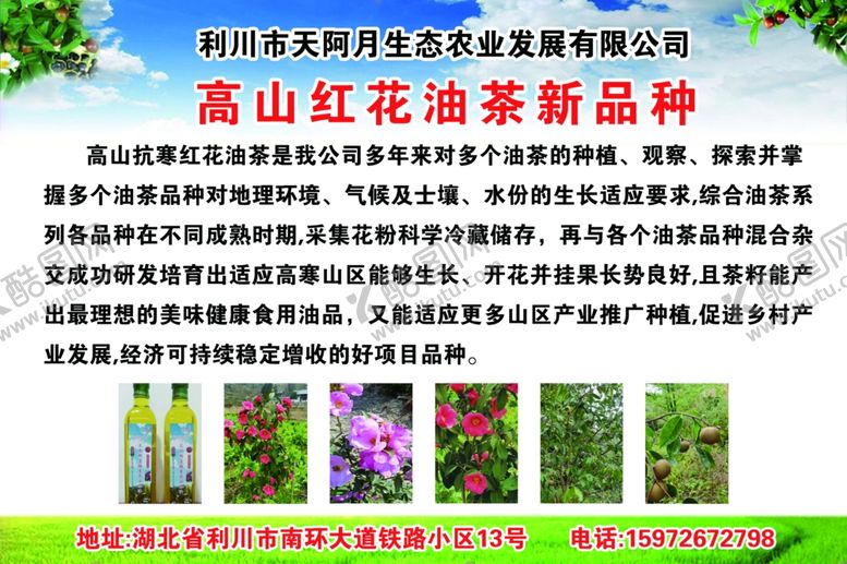 编号：10942302061301091890【酷图网】源文件下载-茶叶宣传广告
