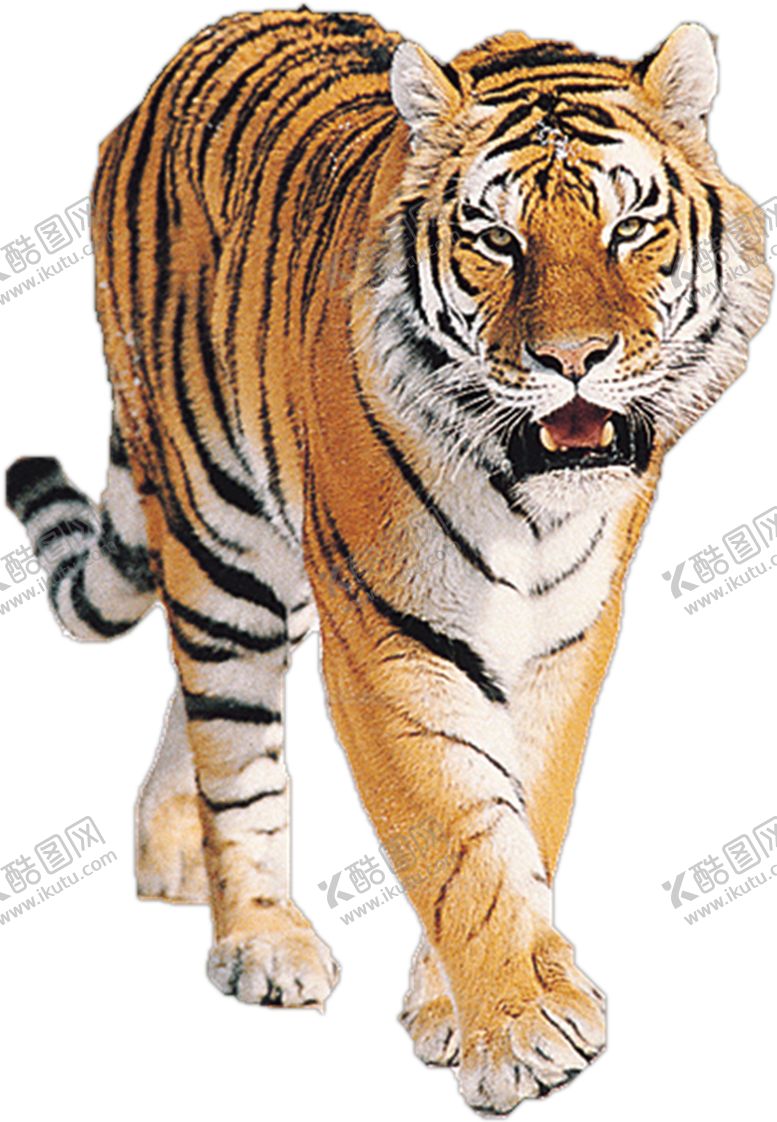编号：51242509252024143796【酷图网】源文件下载-老虎