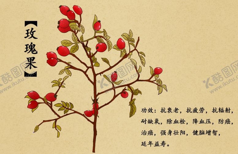 编号：19232902170742464382【酷图网】源文件下载-药材图谱