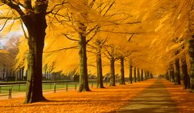 秋日林荫道的金黄美景