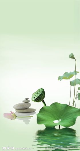 荷花背景