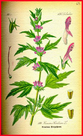 叶子叶脉茶业矢量叶子