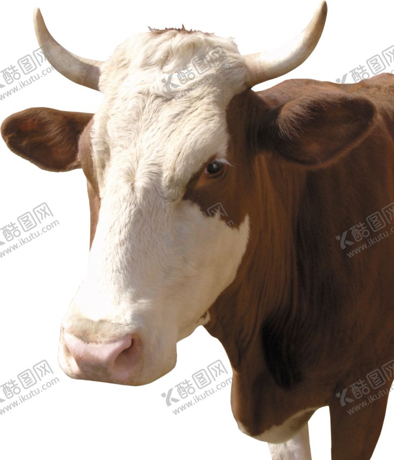 编号：25965409200406403651【酷图网】源文件下载-奶牛