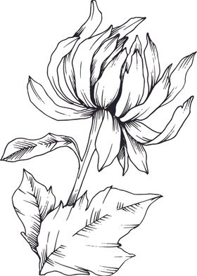 白描植物