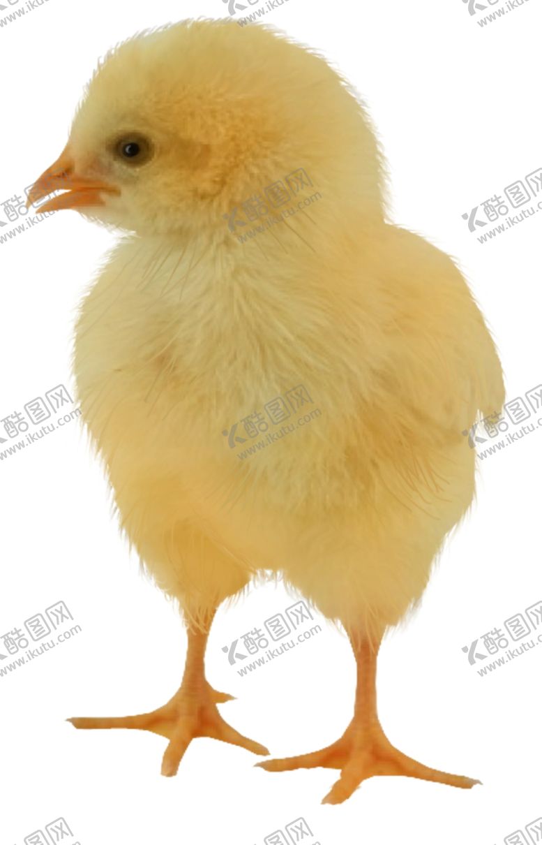 编号：34074309121514089006【酷图网】源文件下载-小鸡