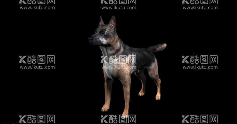 编号：42507103171441522155【酷图网】源文件下载-C4D模型牧羊犬