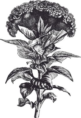 线描植物花卉边框