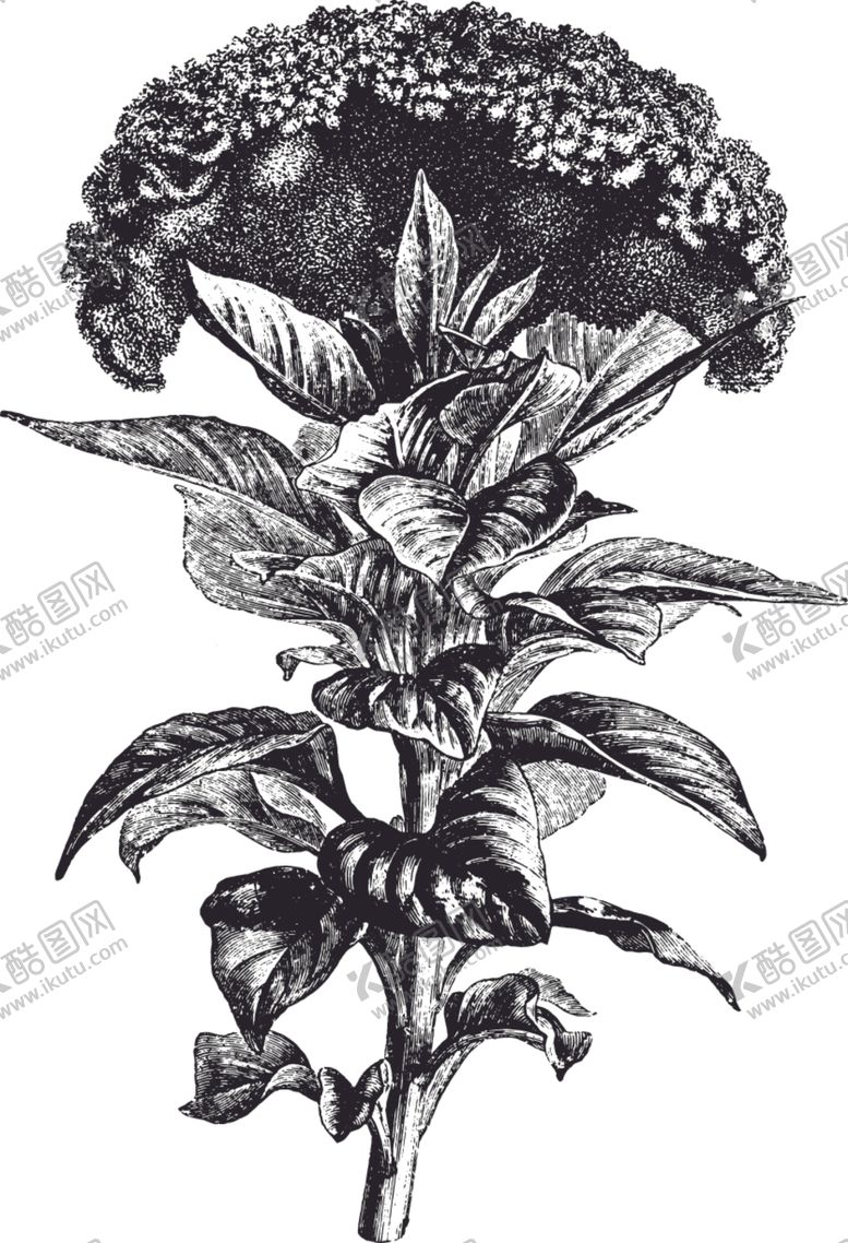 编号：63059606161148313771【酷图网】源文件下载-线描植物