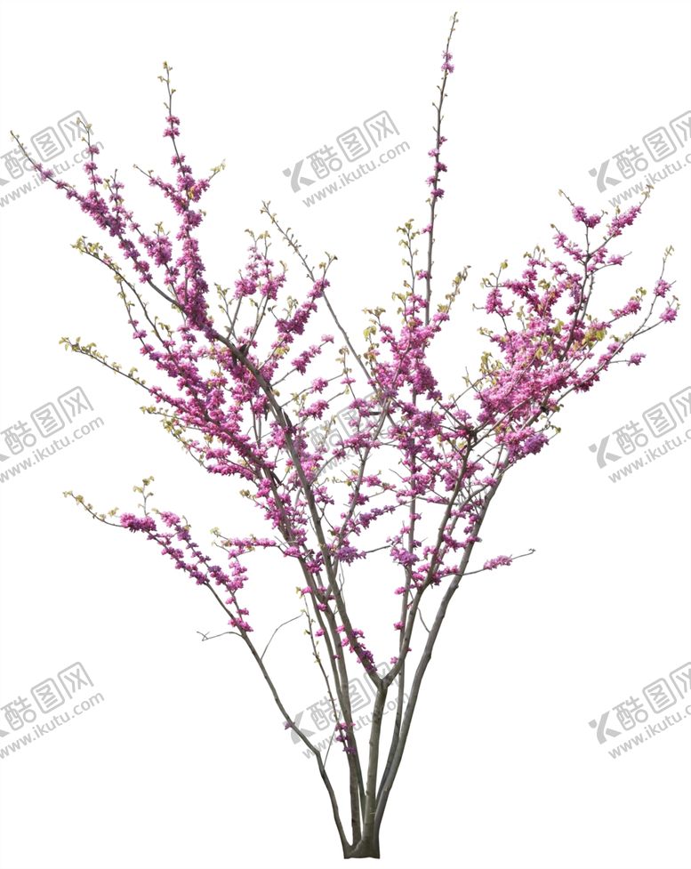 编号：39287509230901301171【酷图网】源文件下载-免扣植物树木素材图片