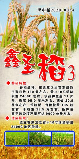 水稻稻子优质稻穗丰收