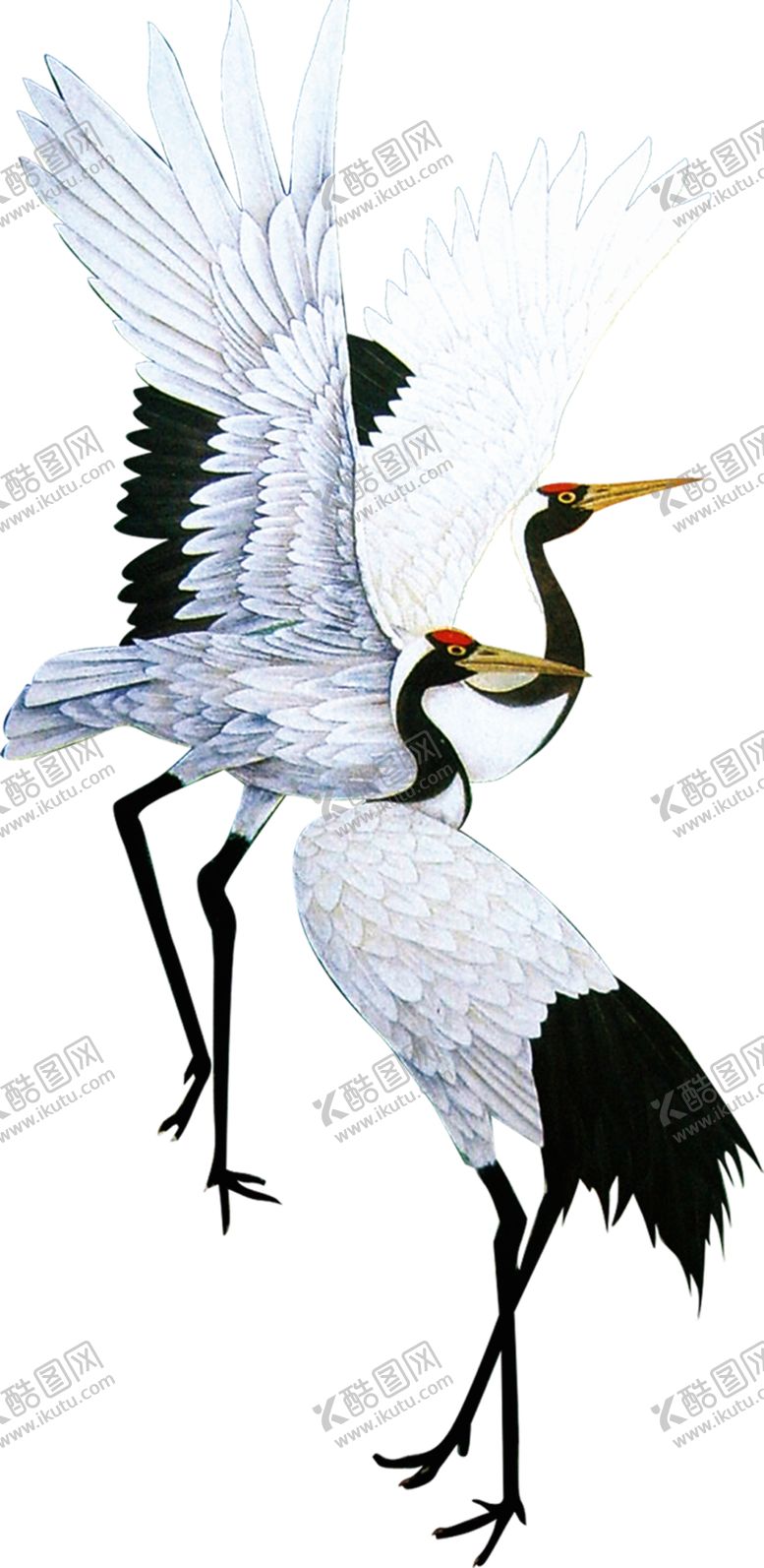 编号：25582810151800088875【酷图网】源文件下载-白鹤