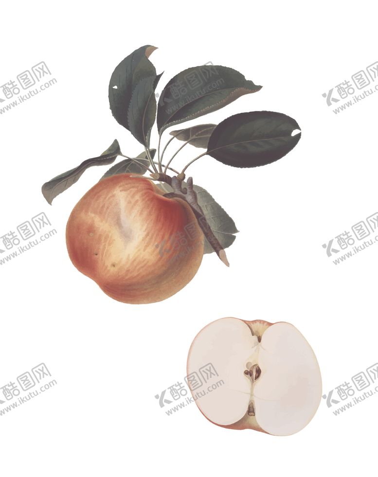 编号：76575110110116222043【酷图网】源文件下载-水果