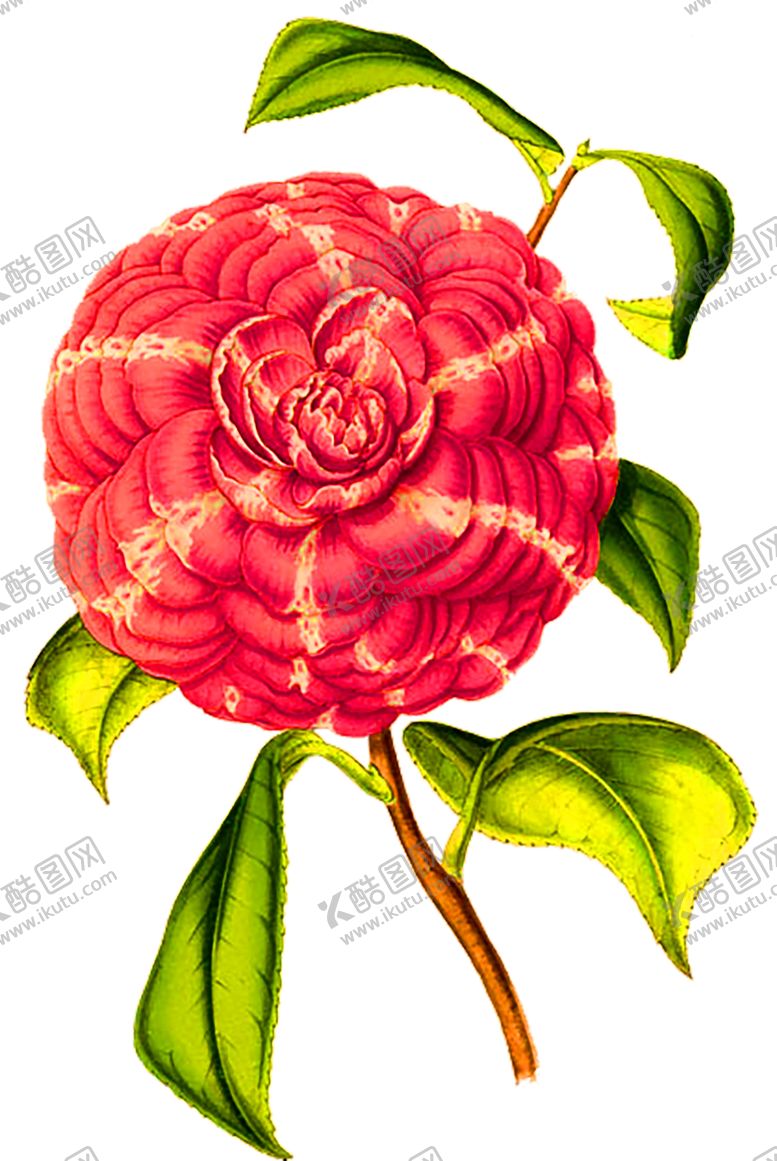 编号：47950409261310185328【酷图网】源文件下载-鲜花装饰