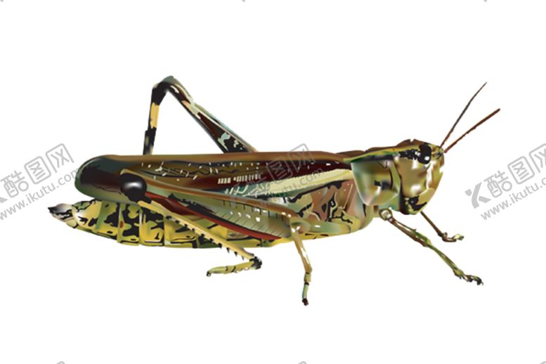 编号：45760609231815437497【酷图网】源文件下载-蝗虫