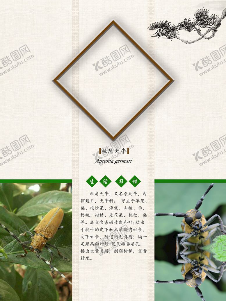 编号：19532409281937398156【酷图网】源文件下载- 天牛标本 粒肩天牛