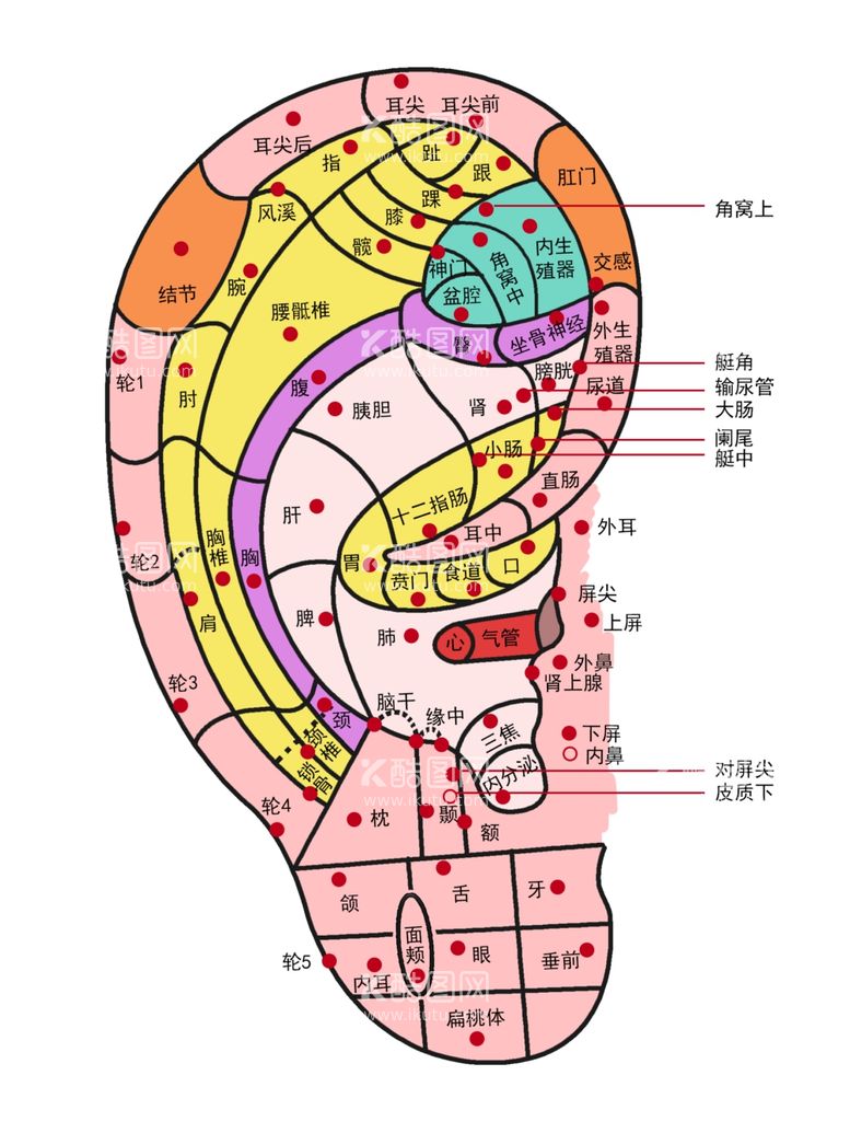 编号：93671111280519557592【酷图网】源文件下载-中医耳部穴位图