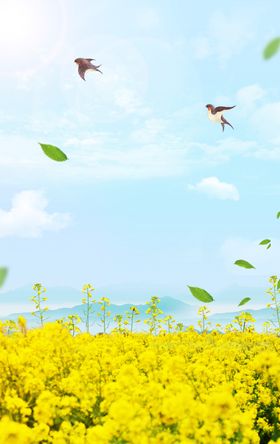 油菜花