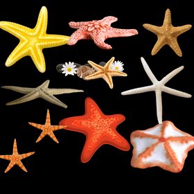 海星免扣矢量
