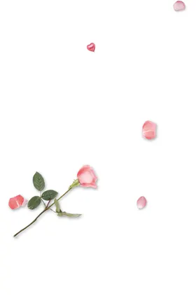 手绘植物花卉