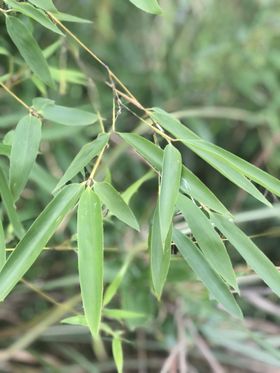 春季春天四季鲜花水仙花植物