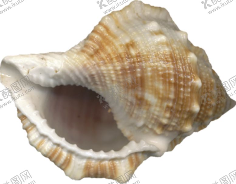 编号：51129106270502504861【酷图网】源文件下载-海螺壳海洋背景水产贝