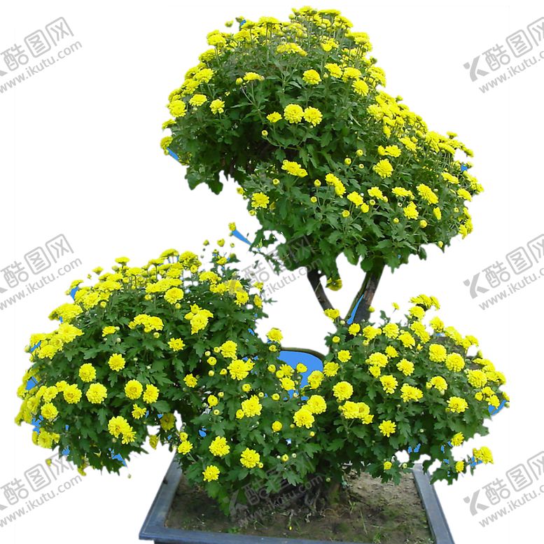 编号：43188010221334185144【酷图网】源文件下载-绿色植物