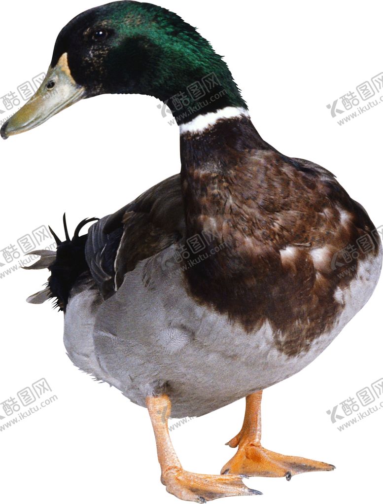 编号：73916807040638198772【酷图网】源文件下载-鸭子