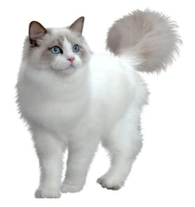 猫宠物猫宠物小猫猫咪