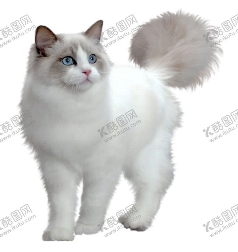 编号：69098606260722508139【酷图网】源文件下载-猫宠物猫宠物小猫猫咪